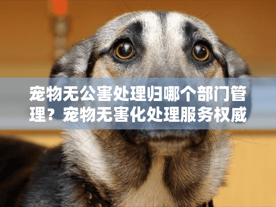 宠物无公害处理归哪个部门管理？宠物无害化处理服务权威指南