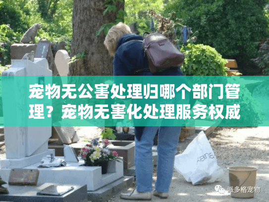 宠物无公害处理归哪个部门管理？宠物无害化处理服务权威指南