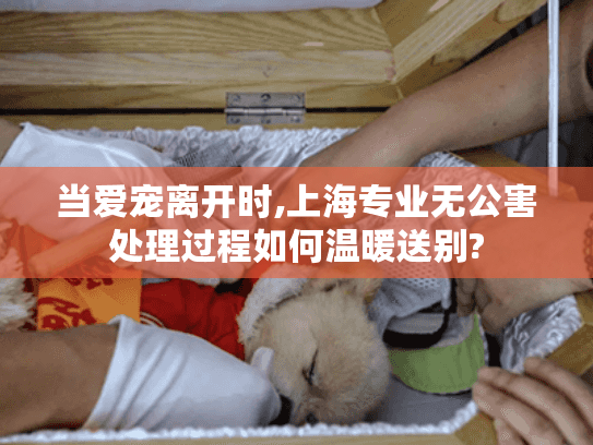 当爱宠离开时,上海专业无公害处理过程如何温暖送别?