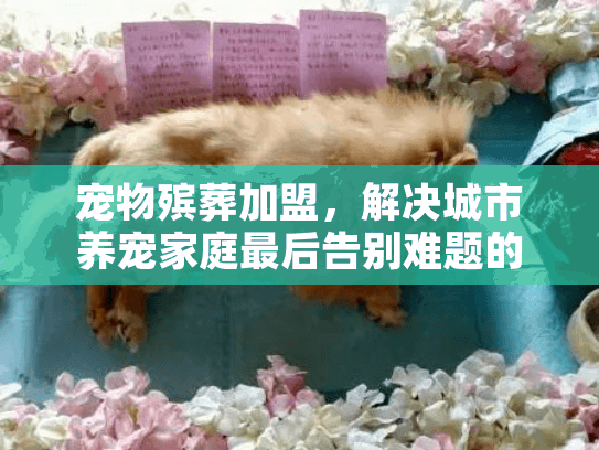 宠物殡葬加盟，解决城市养宠家庭最后告别难题的创业新选择