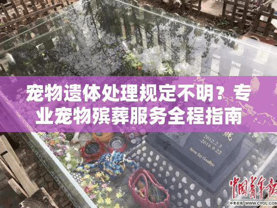 宠物遗体处理规定不明？专业宠物殡葬服务全程指南
