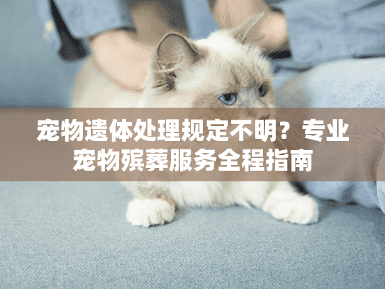 宠物遗体处理规定不明？专业宠物殡葬服务全程指南
