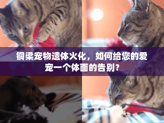 铜梁宠物遗体火化，如何给您的爱宠一个体面的告别？