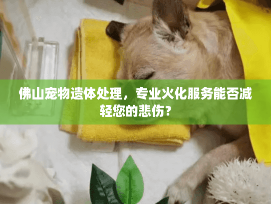 佛山宠物遗体处理，专业火化服务能否减轻您的悲伤？