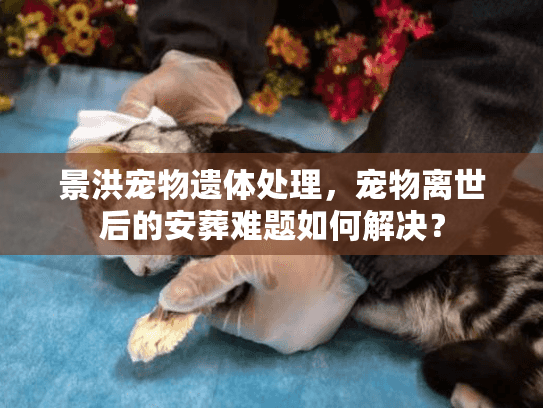 景洪宠物遗体处理，宠物离世后的安葬难题如何解决？