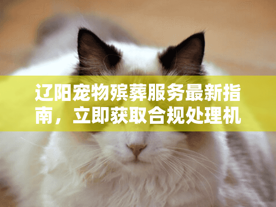 辽阳宠物殡葬服务最新指南，立即获取合规处理机构名录
