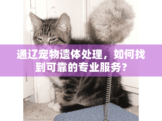 通辽宠物遗体处理，如何找到可靠的专业服务？
