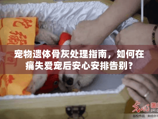 宠物遗体骨灰处理指南，如何在痛失爱宠后安心安排告别？