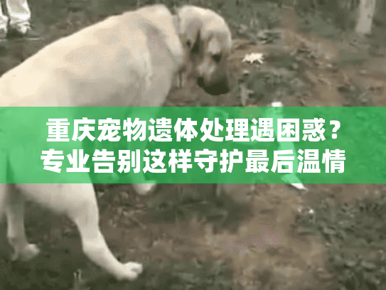 重庆宠物遗体处理遇困惑？专业告别这样守护最后温情