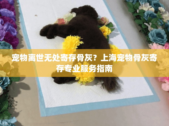 宠物离世无处寄存骨灰？上海宠物骨灰寄存专业服务指南
