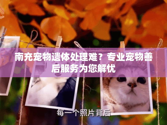 南充宠物遗体处理难？专业宠物善后服务为您解忧