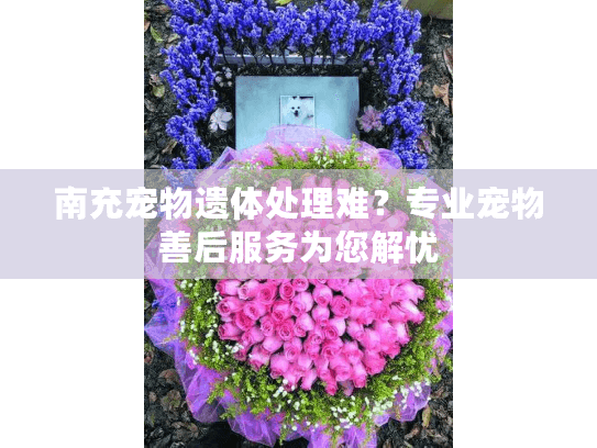 南充宠物遗体处理难？专业宠物善后服务为您解忧