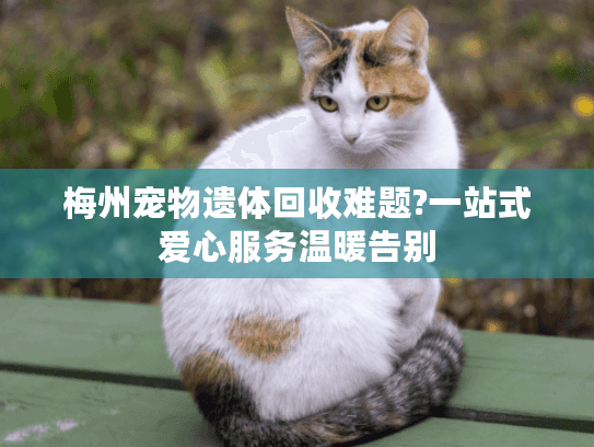梅州宠物遗体回收难题?一站式爱心服务温暖告别