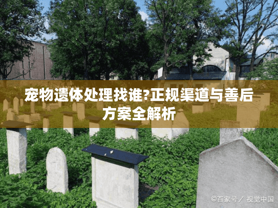 宠物遗体处理找谁?正规渠道与善后方案全解析