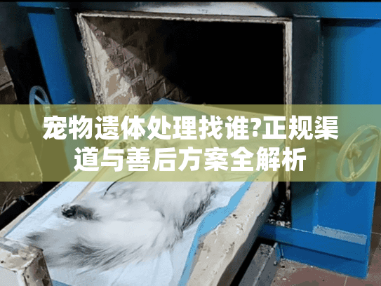 宠物遗体处理找谁?正规渠道与善后方案全解析