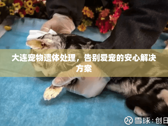 大连宠物遗体处理，告别爱宠的安心解决方案
