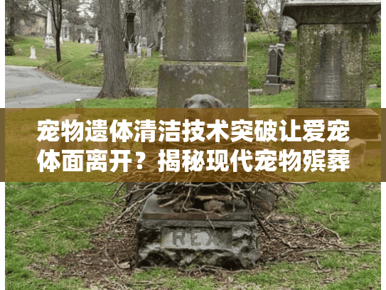 宠物遗体清洁技术突破让爱宠体面离开？揭秘现代宠物殡葬新服务