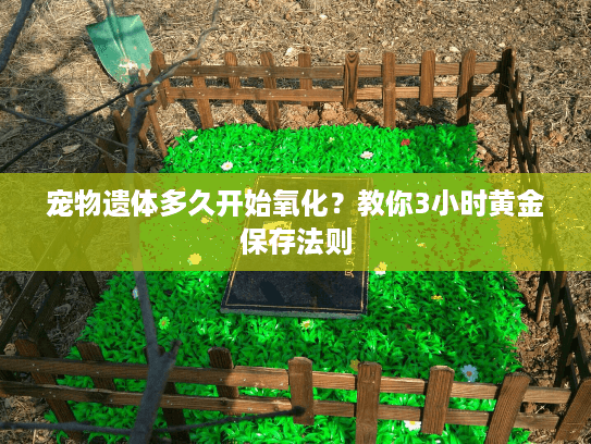 宠物遗体多久开始氧化？教你3小时黄金保存法则