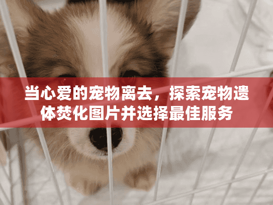 当心爱的宠物离去，探索宠物遗体焚化图片并选择最佳服务