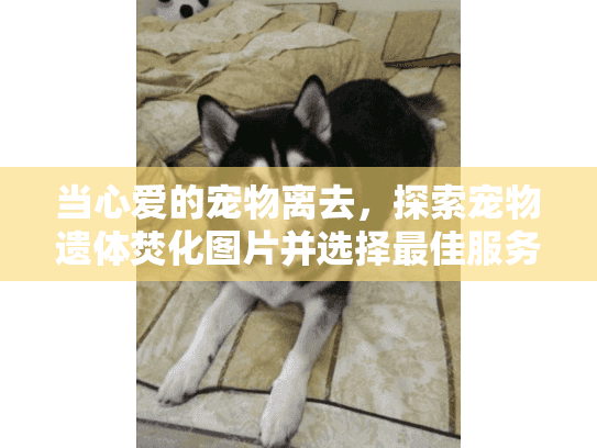 当心爱的宠物离去，探索宠物遗体焚化图片并选择最佳服务