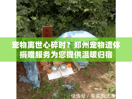 宠物离世心碎时？郑州宠物遗体捐赠服务为您提供温暖归宿