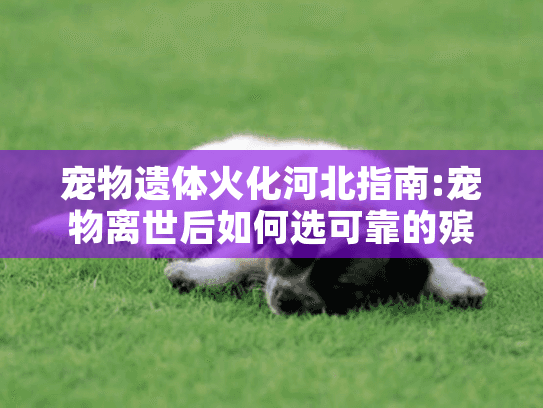 宠物遗体火化河北指南:宠物离世后如何选可靠的殡葬服务