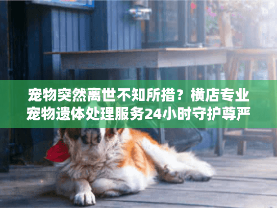 宠物突然离世不知所措？横店专业宠物遗体处理服务24小时守护尊严