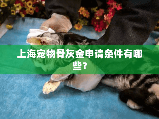 上海宠物骨灰金申请条件有哪些？
