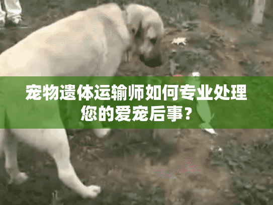 宠物遗体运输师如何专业处理您的爱宠后事？