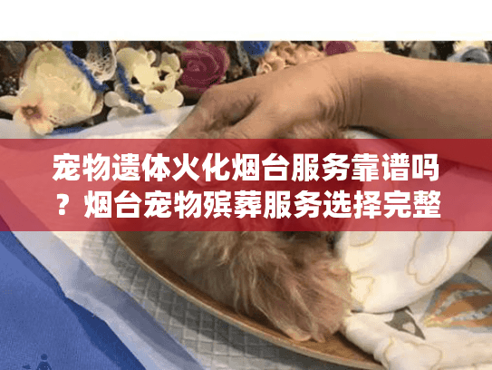 宠物遗体火化烟台服务靠谱吗？烟台宠物殡葬服务选择完整指南