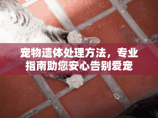 宠物遗体处理方法，专业指南助您安心告别爱宠