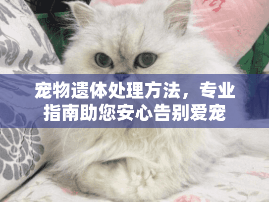 宠物遗体处理方法，专业指南助您安心告别爱宠
