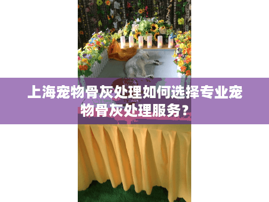 上海宠物骨灰处理如何选择专业宠物骨灰处理服务？