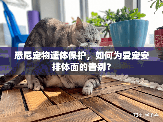 悉尼宠物遗体保护，如何为爱宠安排体面的告别？