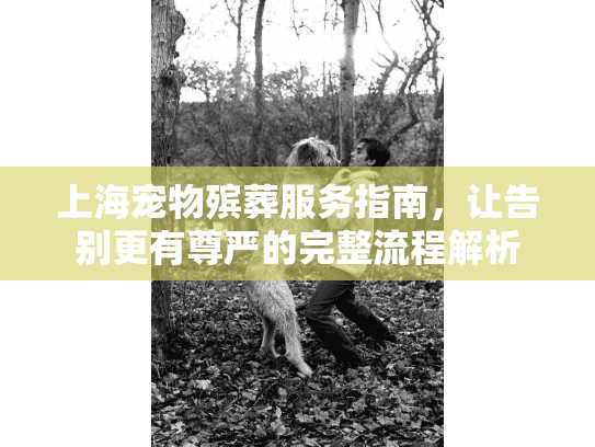 上海宠物殡葬服务指南，让告别更有尊严的完整流程解析