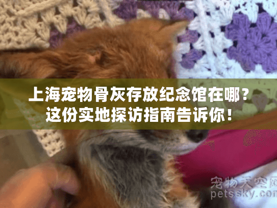 上海宠物骨灰存放纪念馆在哪？这份实地探访指南告诉你！