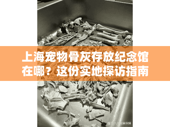 上海宠物骨灰存放纪念馆在哪？这份实地探访指南告诉你！