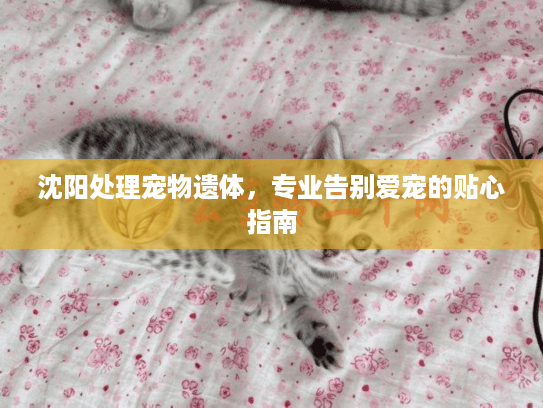 沈阳处理宠物遗体，专业告别爱宠的贴心指南