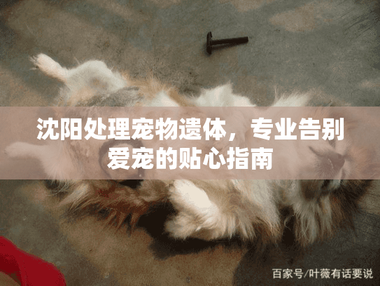 沈阳处理宠物遗体，专业告别爱宠的贴心指南