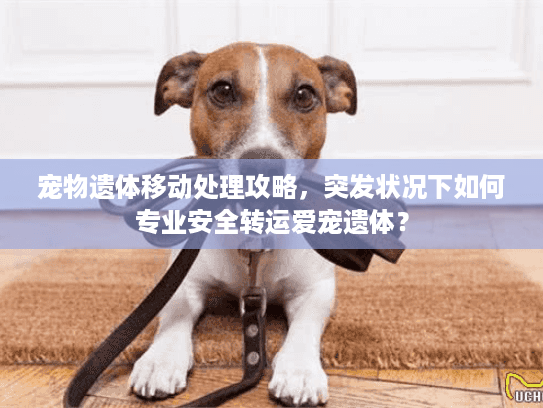 宠物遗体移动处理攻略，突发状况下如何专业安全转运爱宠遗体？