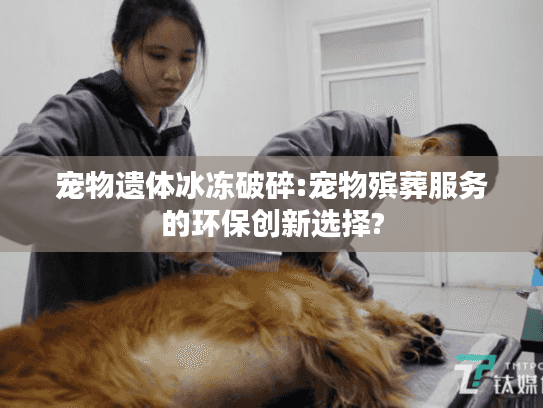 宠物遗体冰冻破碎:宠物殡葬服务的环保创新选择?