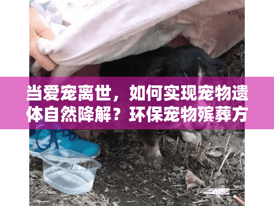 当爱宠离世，如何实现宠物遗体自然降解？环保宠物殡葬方案解答