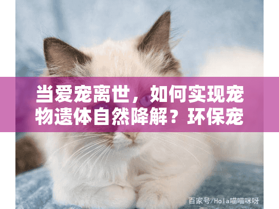 当爱宠离世，如何实现宠物遗体自然降解？环保宠物殡葬方案解答