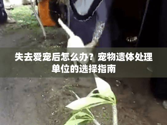 失去爱宠后怎么办？宠物遗体处理单位的选择指南