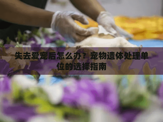 失去爱宠后怎么办？宠物遗体处理单位的选择指南