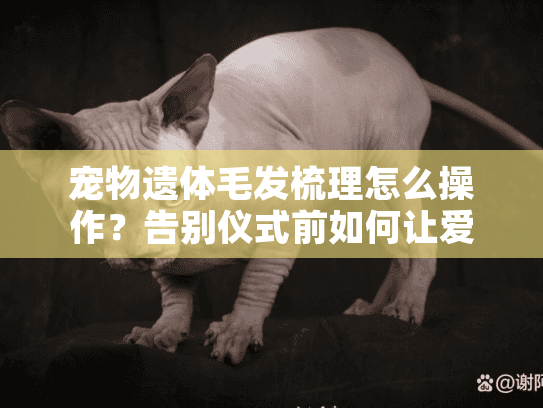 宠物遗体毛发梳理怎么操作？告别仪式前如何让爱宠保持体面