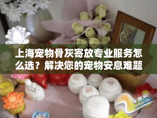 上海宠物骨灰寄放专业服务怎么选？解决您的宠物安息难题