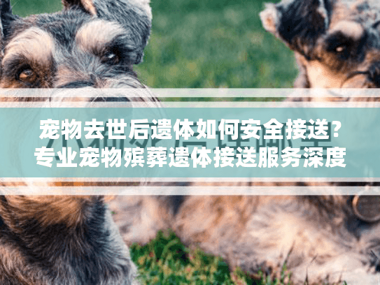 宠物去世后遗体如何安全接送？专业宠物殡葬遗体接送服务深度指南