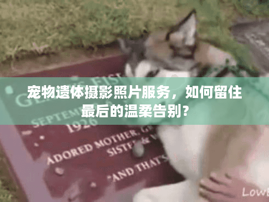 宠物遗体摄影照片服务，如何留住最后的温柔告别？