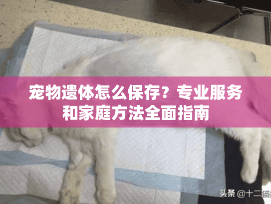 宠物遗体怎么保存？专业服务和家庭方法全面指南